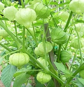 budgetseeds2941955