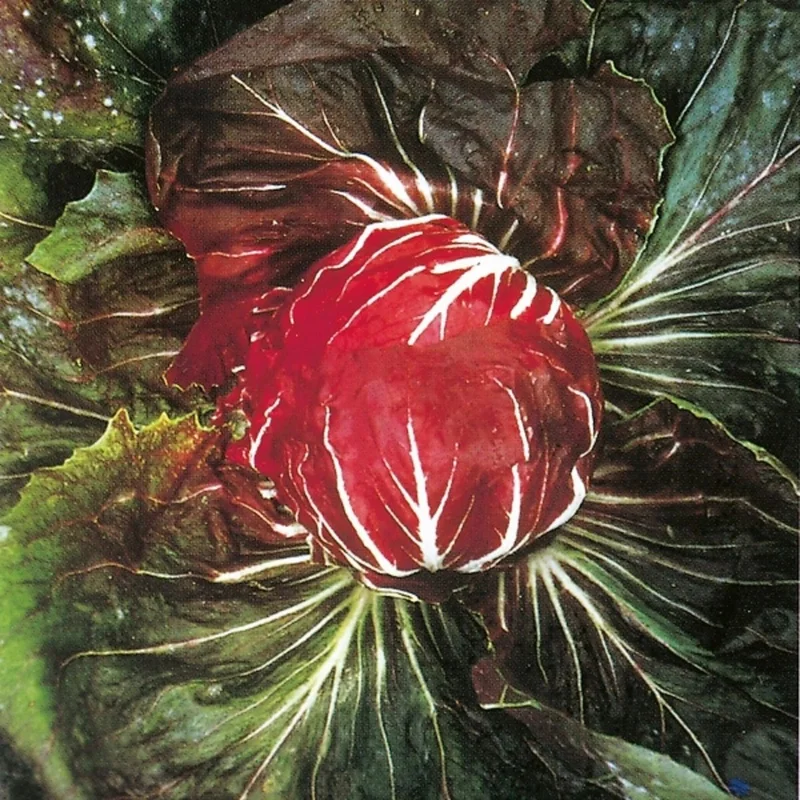 budgetseeds2942055