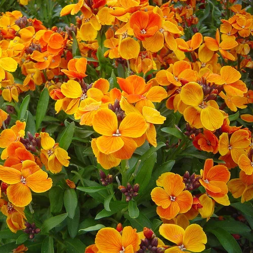 budgetseeds2942196