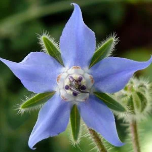 budgetseeds2942327
