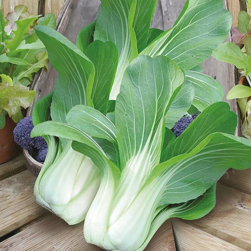 budgetseeds2942728