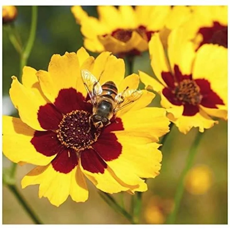 budgetseeds2942766