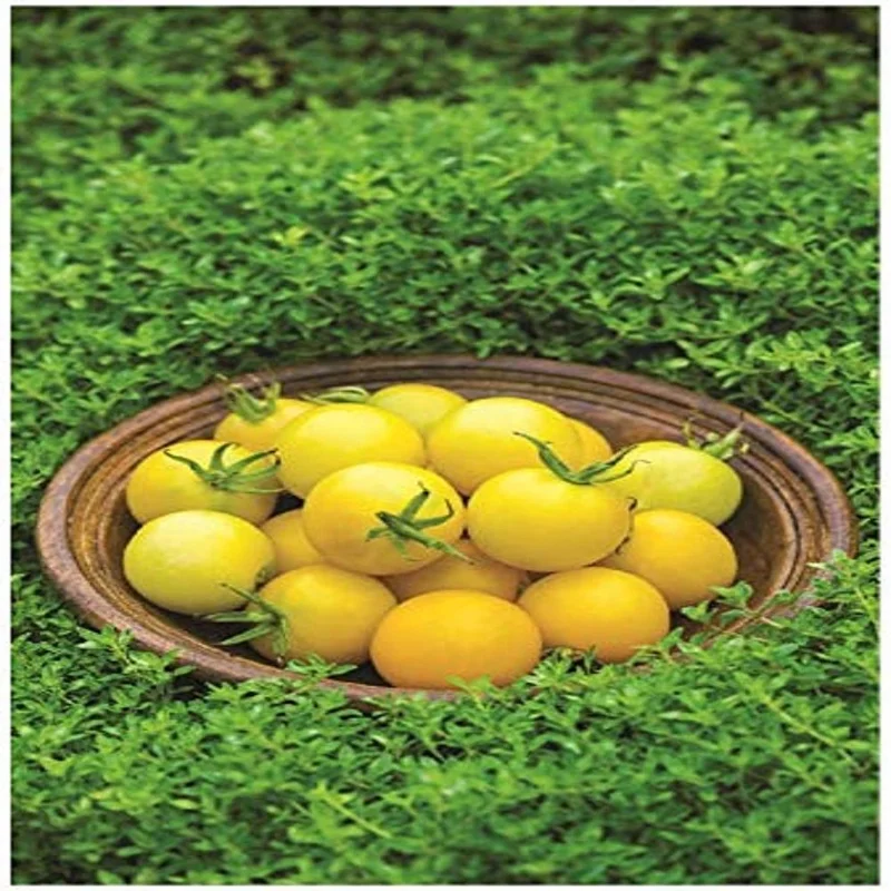budgetseeds2942827