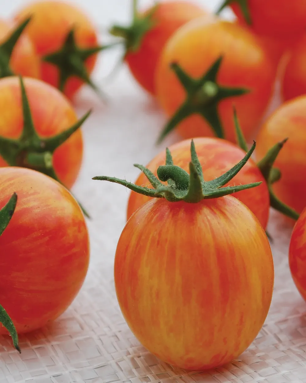 budgetseeds2942864