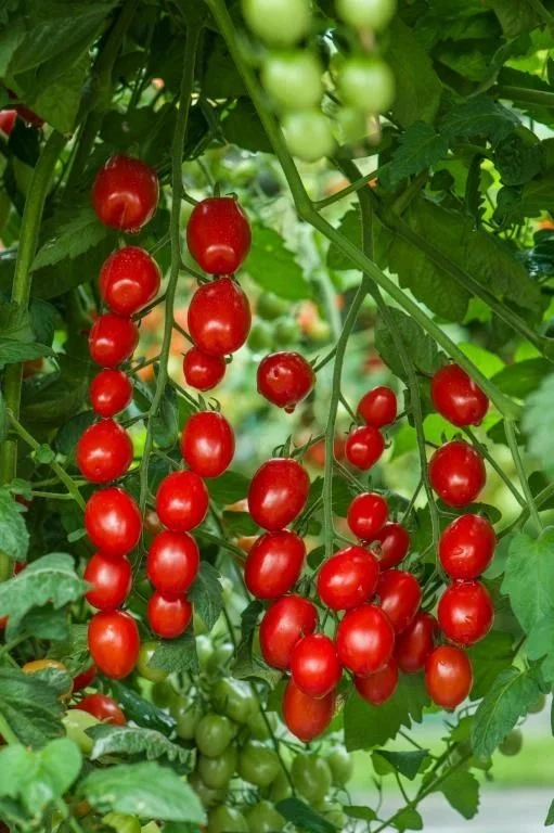 budgetseeds2943513