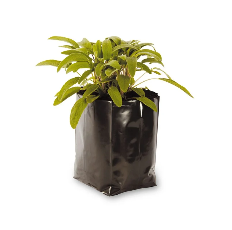 budgetseeds2943547