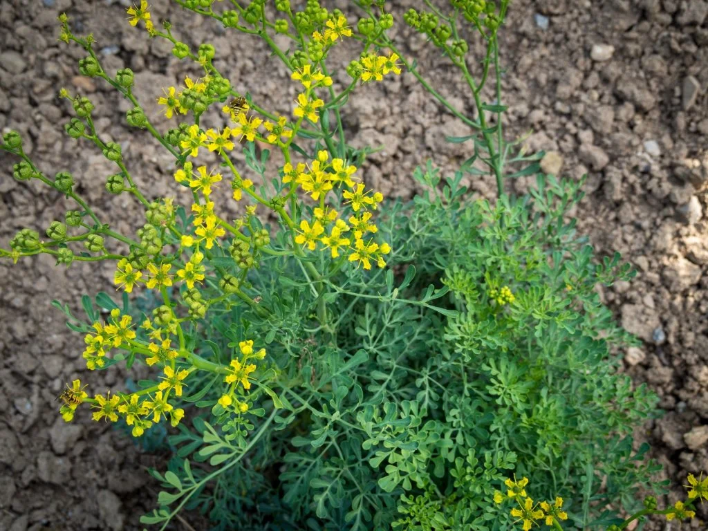 budgetseeds2943679