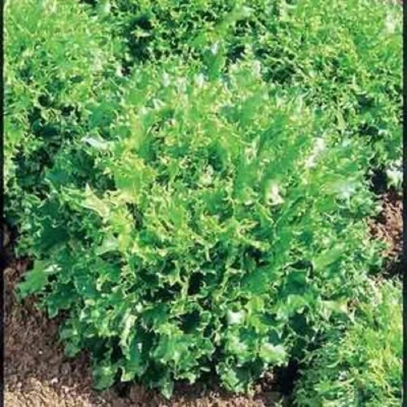 budgetseeds2944019
