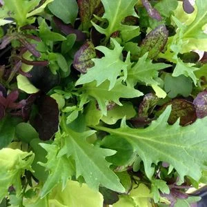 budgetseeds2944159