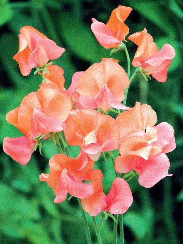 budgetseeds2944188