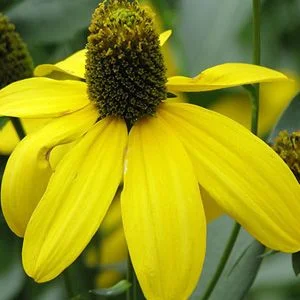 budgetseeds2944324