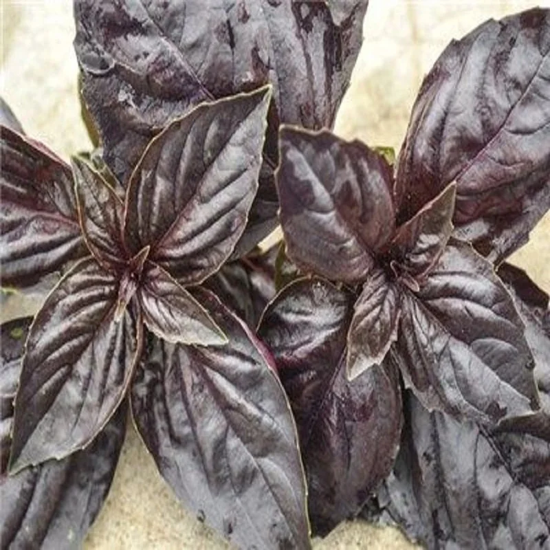 budgetseeds2944410
