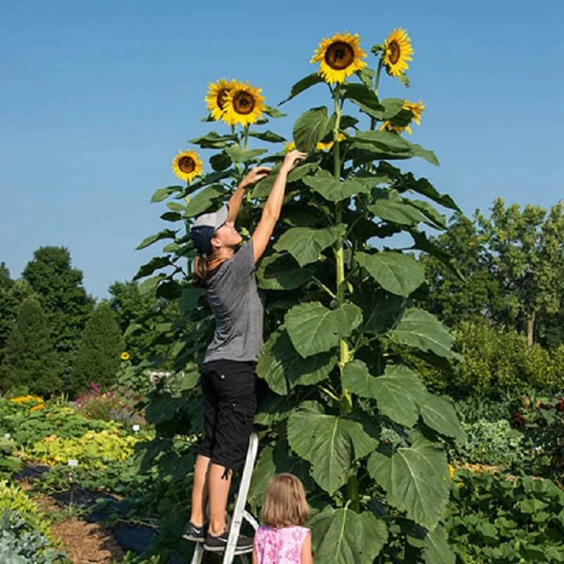 budgetseeds2944450