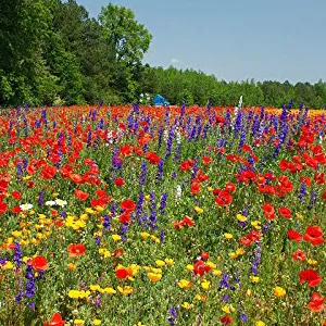 budgetseeds2944587