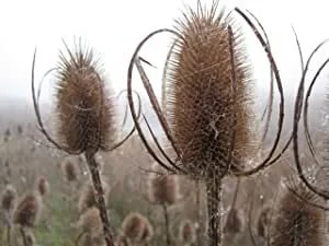 budgetseeds2944669