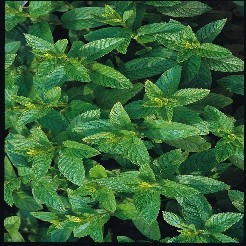 budgetseeds2945045