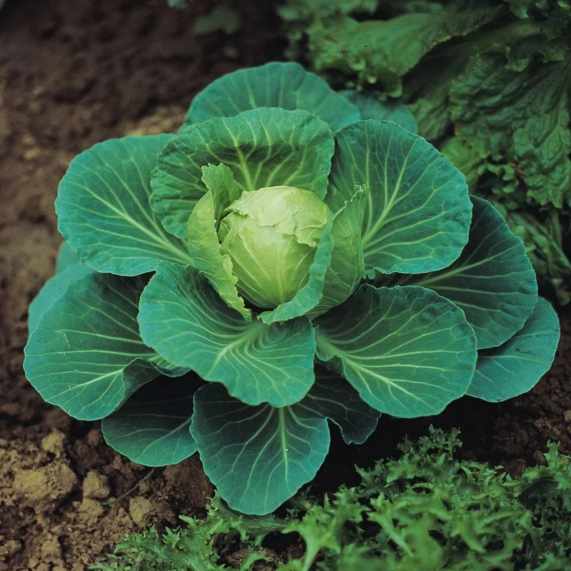budgetseeds2945343