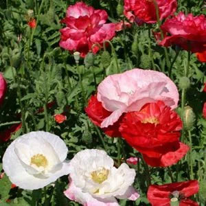 budgetseeds2945410