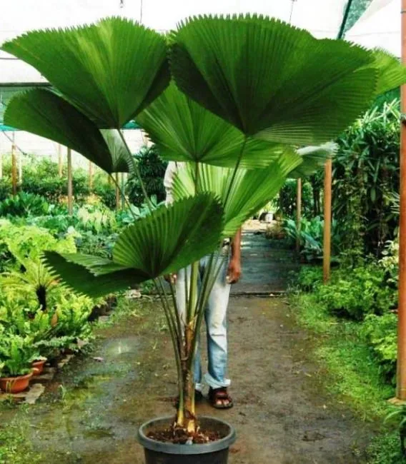 budgetseeds2945658