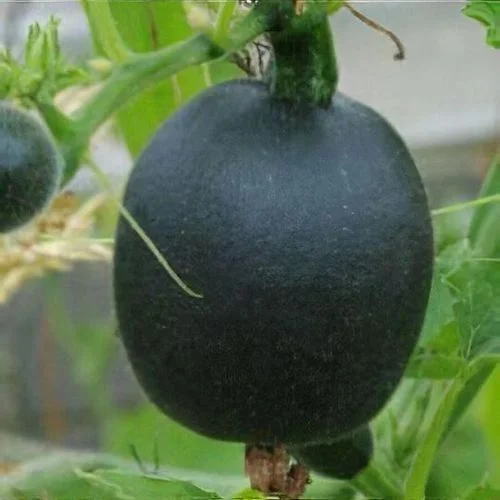 budgetseeds2945705