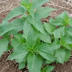 budgetseeds2946267