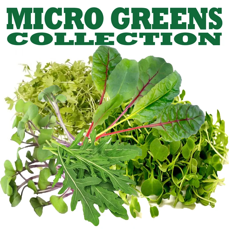 budgetseeds2946285