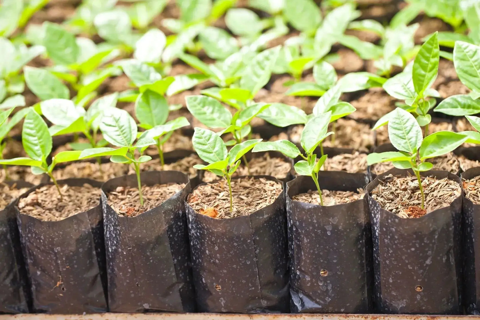 budgetseeds2946386
