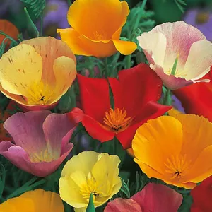 budgetseeds2947280