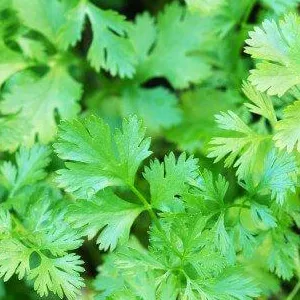budgetseeds2947571