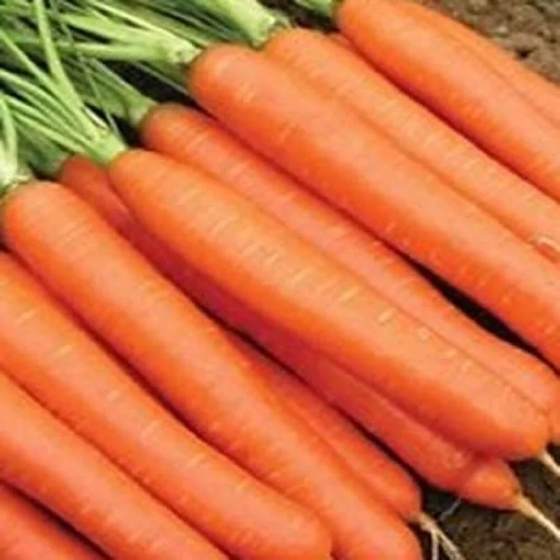 budgetseeds2947714