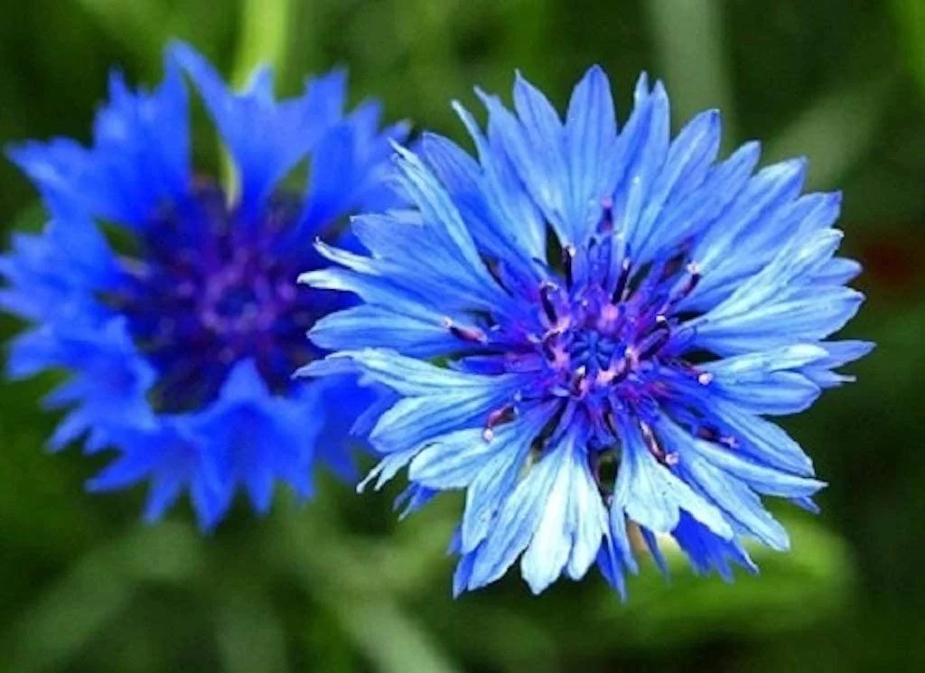 budgetseeds2947760
