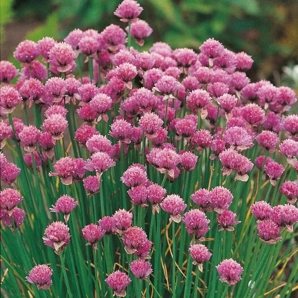 budgetseeds2947796
