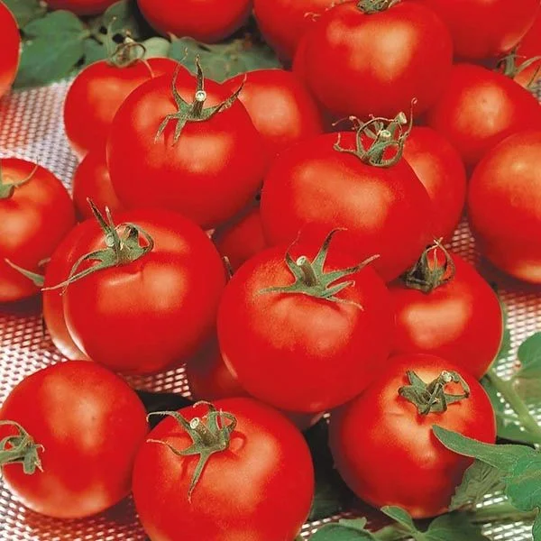 budgetseeds2948059