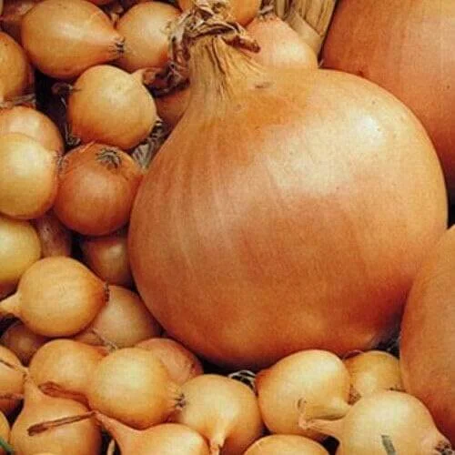budgetseeds2949637