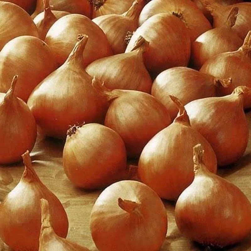 budgetseeds2949671
