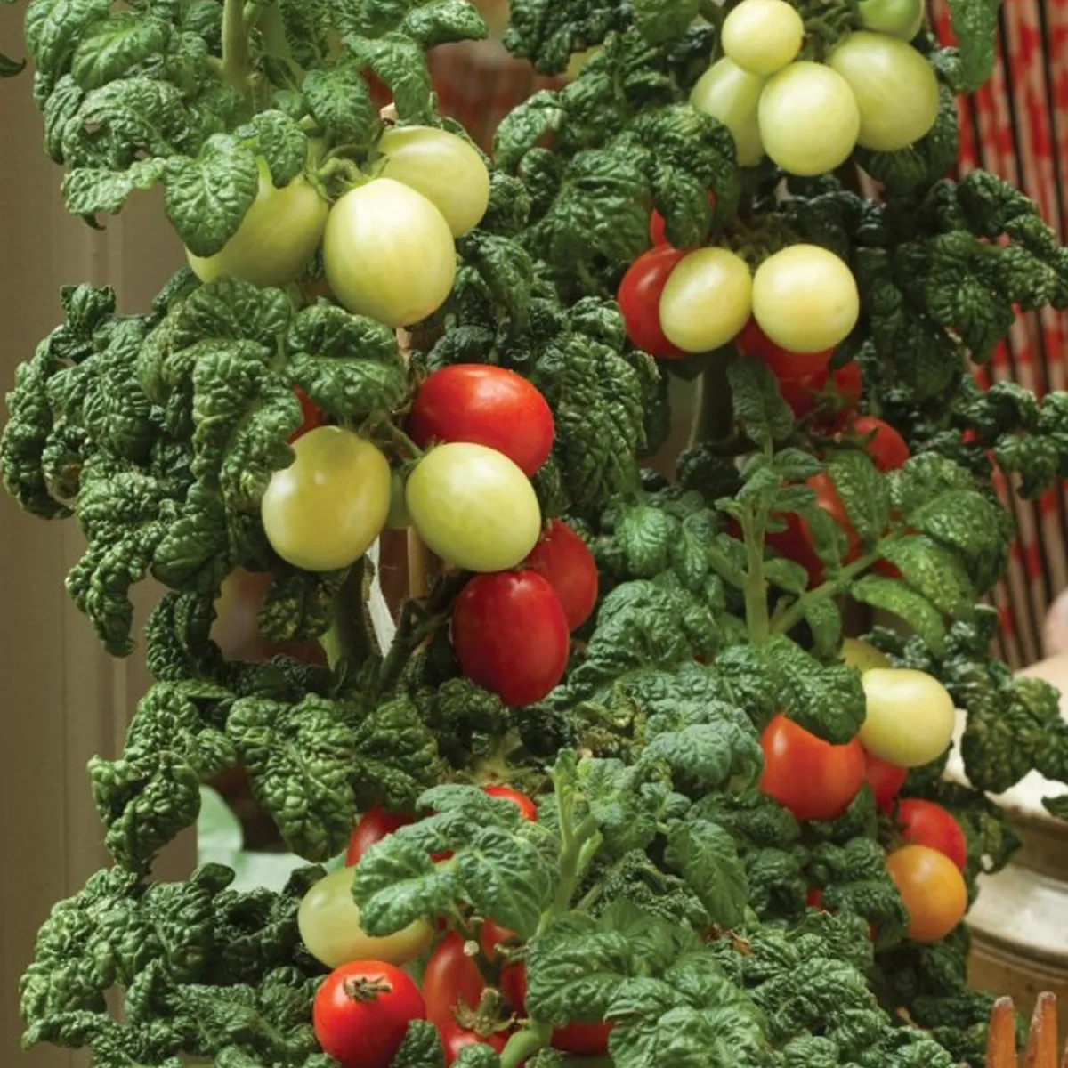budgetseeds2949791