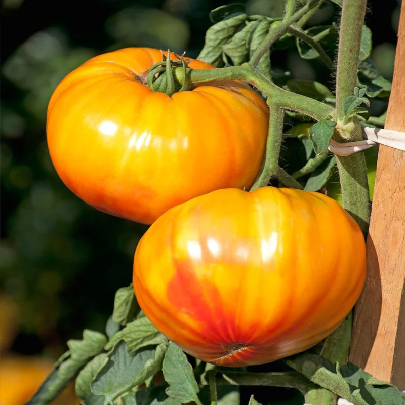 budgetseeds2949857
