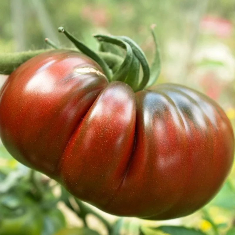 budgetseeds2949914