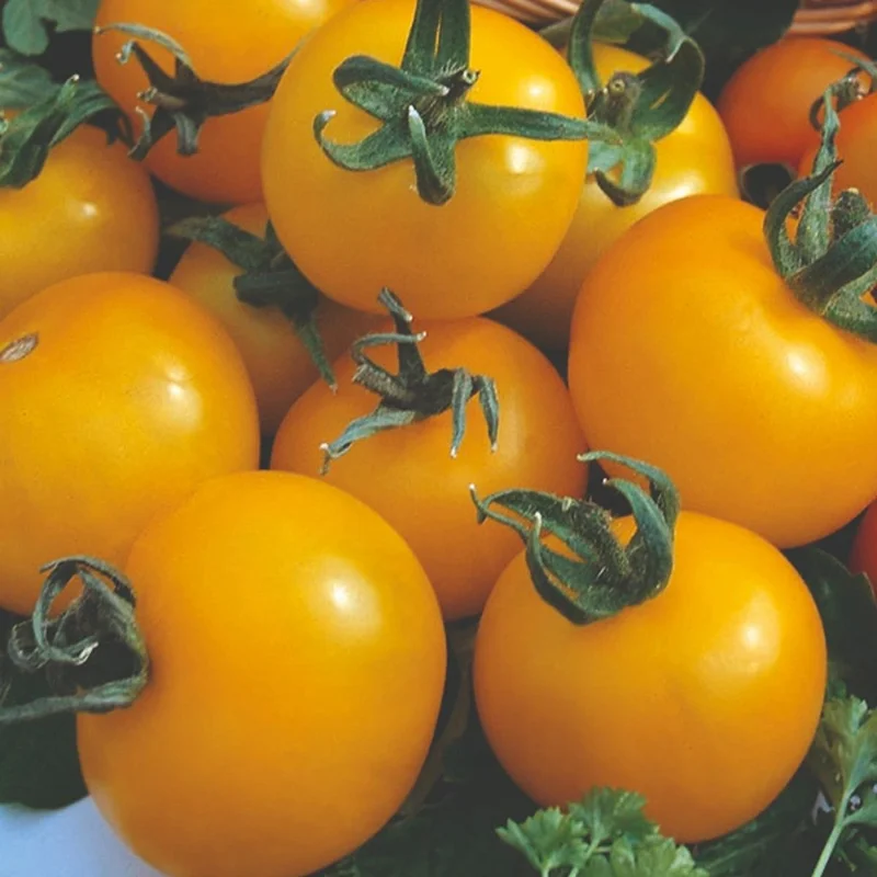 budgetseeds2949953