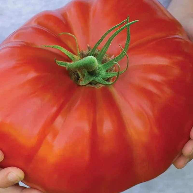 budgetseeds2949993
