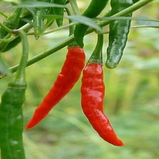 budgetseeds2950140