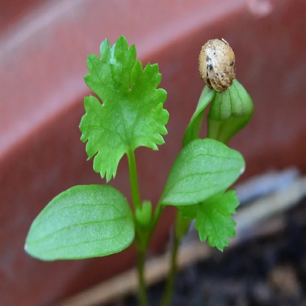 budgetseeds2950194