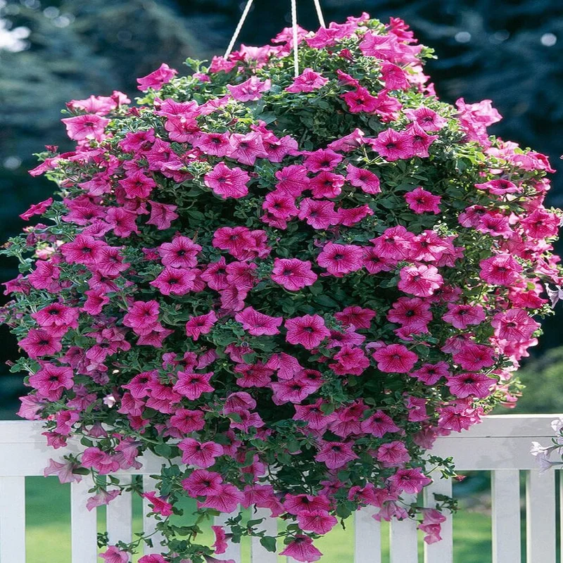 budgetseeds2950542