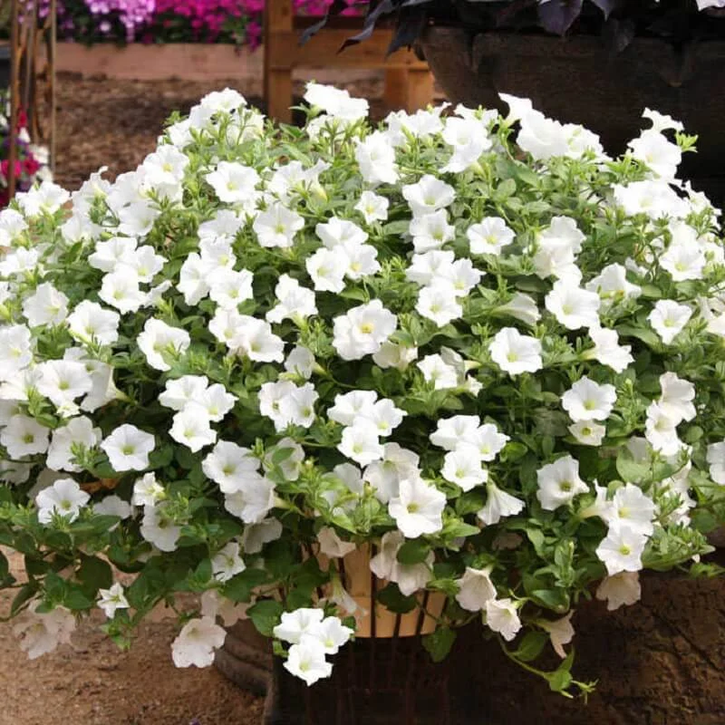 budgetseeds2950562