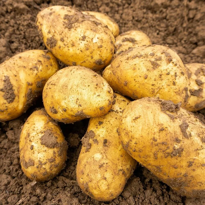 budgetseeds2950647