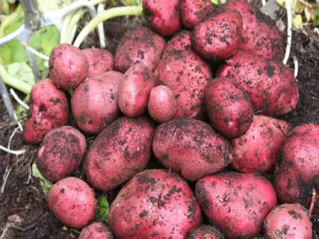 budgetseeds2950693