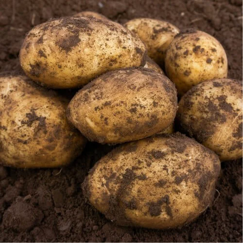 budgetseeds2950734