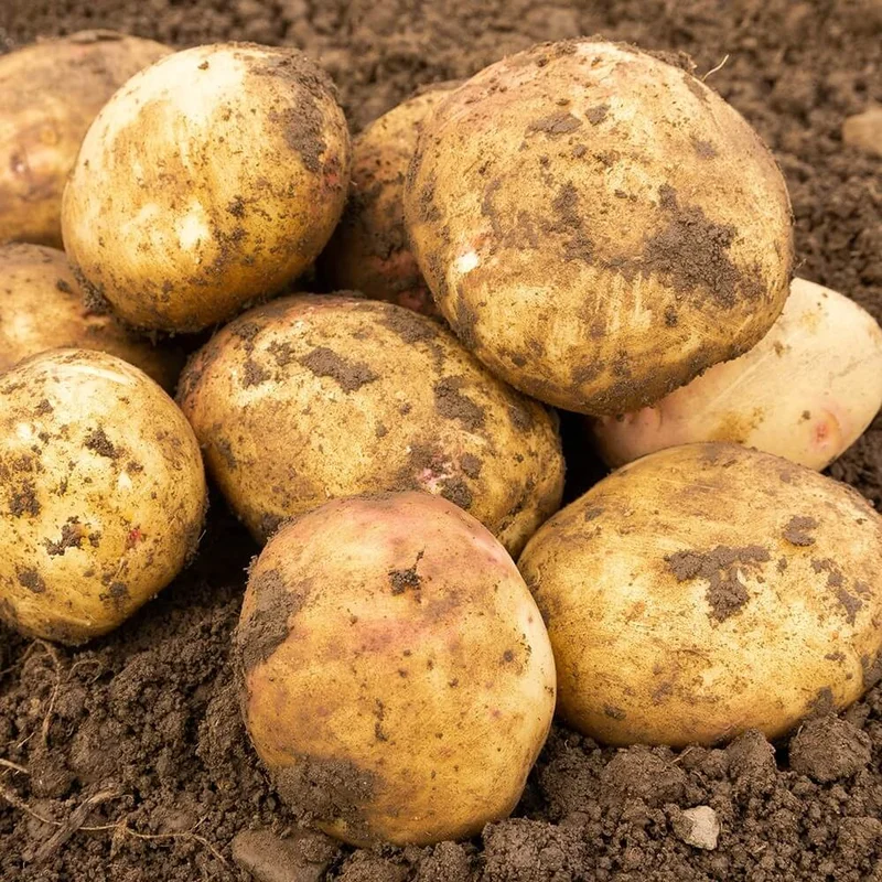 budgetseeds2950748