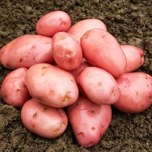 budgetseeds2950812