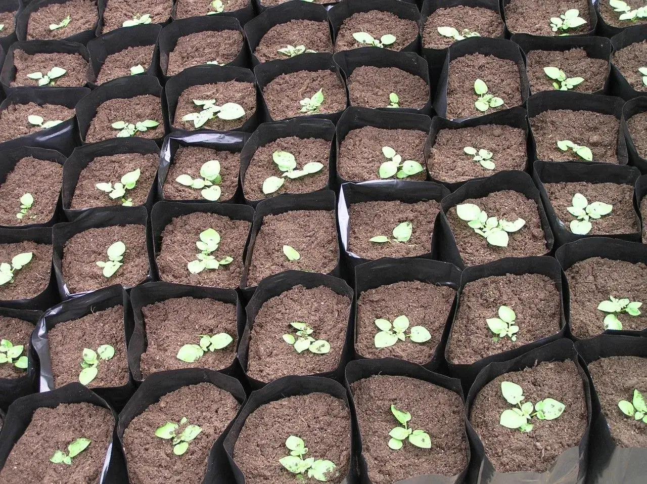 budgetseeds2951377
